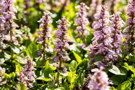 Ajuga Reptans Rosea (Kruipend zenegroen) - afbeelding 4