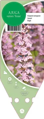 Ajuga Reptans Rosea (Kruipend zenegroen) - afbeelding 1