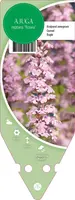Ajuga Reptans Rosea (Kruipend zenegroen) kopen?
