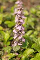 Ajuga Reptans Rosea (Kruipend zenegroen) - afbeelding 3