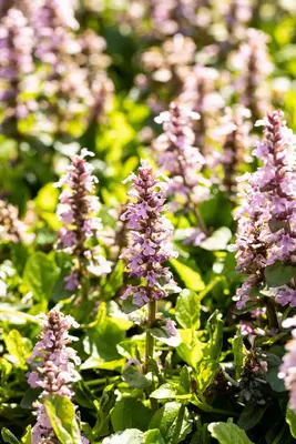 Ajuga Reptans Rosea (Kruipend zenegroen) - afbeelding 5