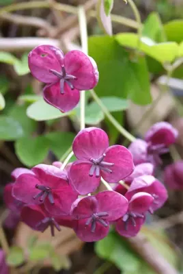 Akebia quinata (Schijnaugurk) klimplant - afbeelding 5