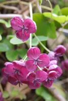 Akebia quinata (Schijnaugurk) klimplant - afbeelding 5