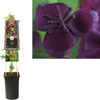 Akebia quinata (Schijnaugurk) klimplant - afbeelding 1