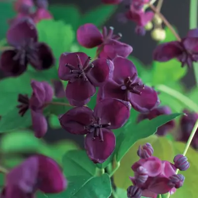 Akebia quinata (Schijnaugurk) klimplant - afbeelding 7