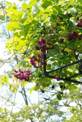 Akebia quinata (Schijnaugurk) klimplant 75cm - afbeelding 3