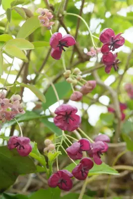 Akebia quinata (Schijnaugurk) klimplant 75cm - afbeelding 4