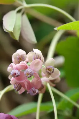 Akebia quinata (Schijnaugurk) klimplant 75cm - afbeelding 6