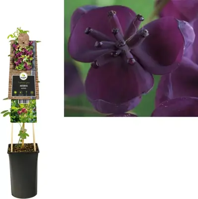 Akebia quinata (Schijnaugurk) klimplant 75cm - afbeelding 1