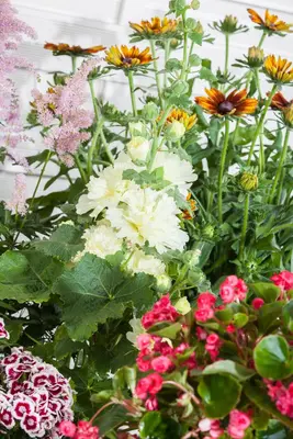 Alcea rosea 'Chater´s Double White' (Stokroos 'Chater´s White') - afbeelding 1