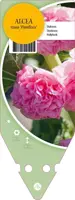 Alcea Rosea Double Rose (Stokroos) - afbeelding 1