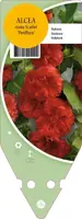 Alcea Rosea Double Scarlet (Stokroos) - afbeelding 1