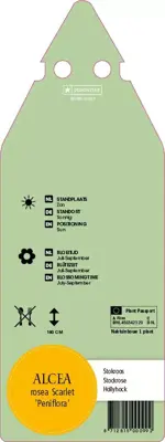 Alcea Rosea Double Scarlet (Stokroos) - afbeelding 2