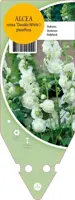 Alcea Rosea Double White (Stokroos) - afbeelding 1