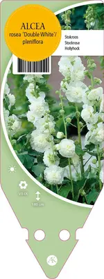 Alcea Rosea Double White (Stokroos) - afbeelding 1