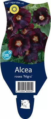 Alcea rosea 'Nigra' (Stokroos) - afbeelding 1