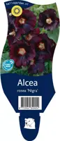 Alcea rosea 'Nigra' (Stokroos) - afbeelding 1