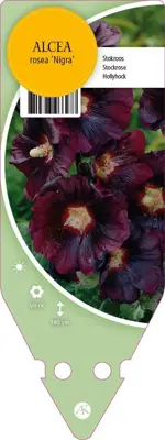 Alcea Rosea Nigra (Stokroos) - afbeelding 1