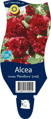 Alcea rosea 'Pleniflora' (Stokroos) - afbeelding 1