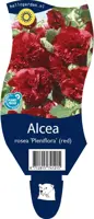 Alcea rosea 'Pleniflora' (Stokroos) - afbeelding 1