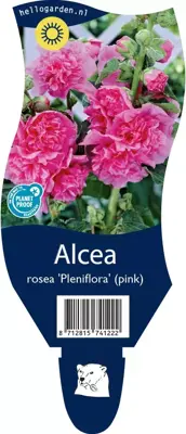 Alcea rosea 'Pleniflora' (Stokroos) - afbeelding 1