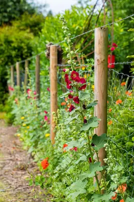 Alcea rosea, rot (Stokroos) - afbeelding 1
