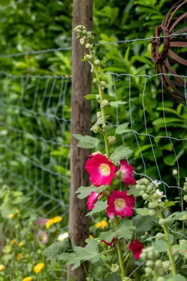 Alcea rosea, rot (Stokroos) - afbeelding 2