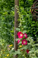 Alcea rosea, rot (Stokroos) - afbeelding 2
