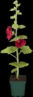 Alcea rosea (Stokroos) - afbeelding 8
