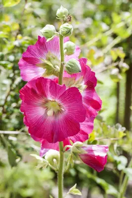 Alcea rosea (Stokroos) - afbeelding 1