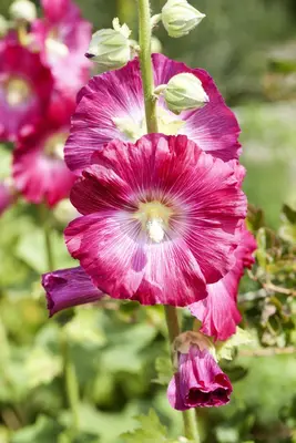 Alcea rosea (Stokroos) - afbeelding 2