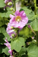 Alcea rosea (Stokroos) - afbeelding 5