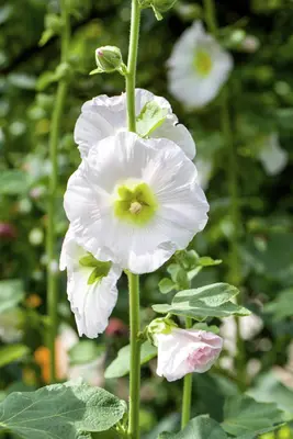 Alcea rosea (Stokroos) - afbeelding 6