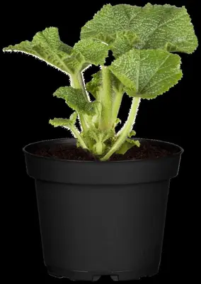 Alcea rosea (Stokroos) - afbeelding 7