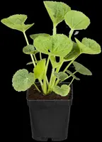 Alcea rosea (Stokroos) - afbeelding 12