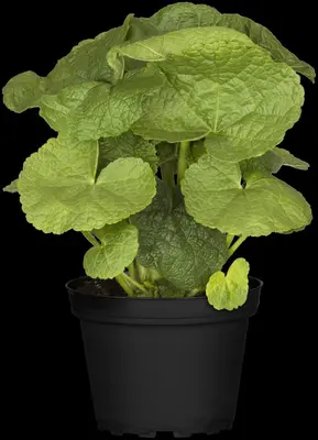 Alcea rosea (Stokroos) - afbeelding 13