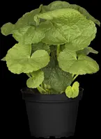 Alcea rosea (Stokroos) - afbeelding 13