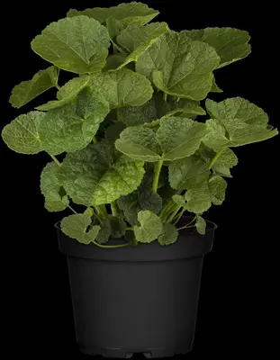 Alcea rosea (Stokroos) - afbeelding 10