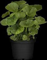 Alcea rosea (Stokroos) - afbeelding 10