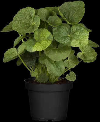 Alcea rosea (Stokroos) - afbeelding 9