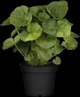 Alcea rosea (Stokroos) - afbeelding 9