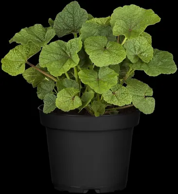 Alcea rosea (Stokroos) - afbeelding 11