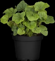 Alcea rosea (Stokroos) - afbeelding 11