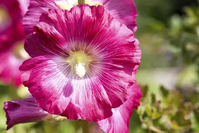 Alcea rosea (Stokroos) - afbeelding 3