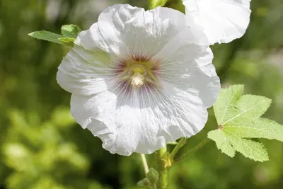 Alcea rosea (Stokroos) - afbeelding 4