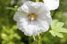 Alcea rosea (Stokroos) - afbeelding 4