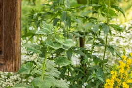 Alcea rosea (Stokroos) - afbeelding 15