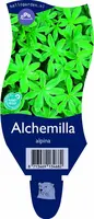 Alchemilla alpina (Alpenvrouwenmantel) - afbeelding 1