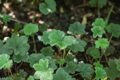 Alchemilla Erythropoda (Vrouwenmantel) - afbeelding 7