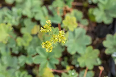Alchemilla Erythropoda (Vrouwenmantel) - afbeelding 8